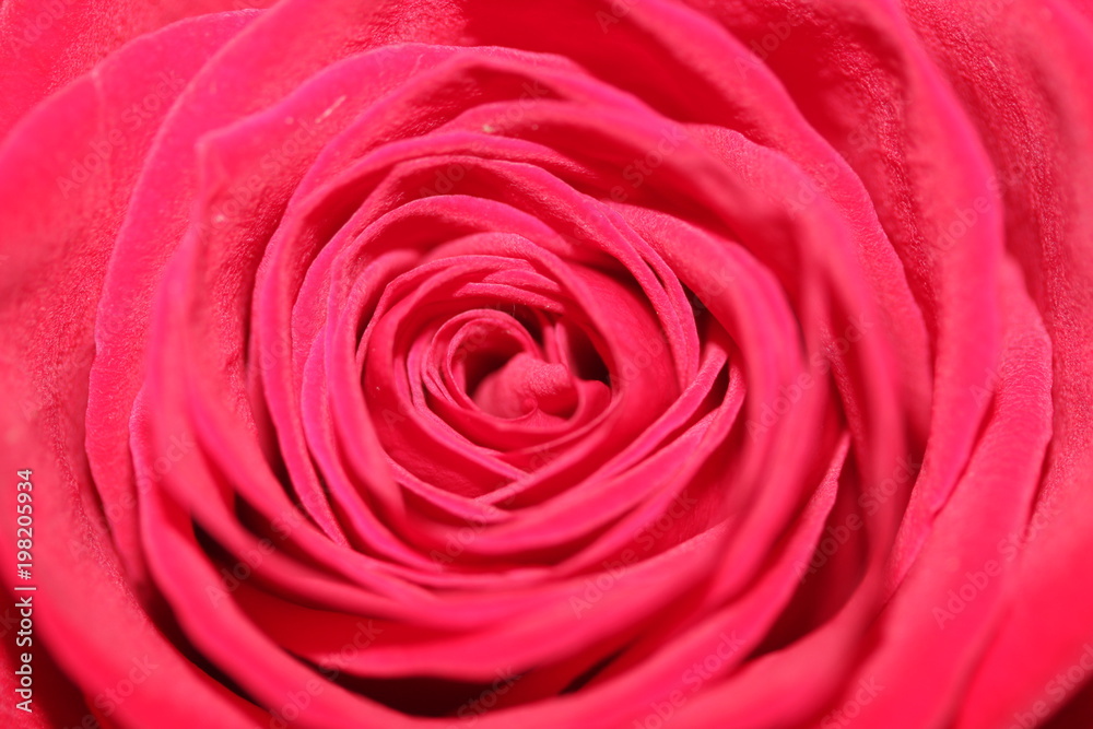 large rose Bud close-up, with blur effect for background large rose Bud close-up, with blur effect for background