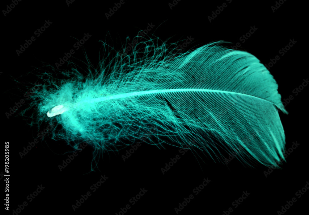 Naklejka premium Blue feather on a black background