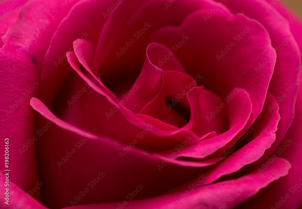 Beautiful red rose as a background