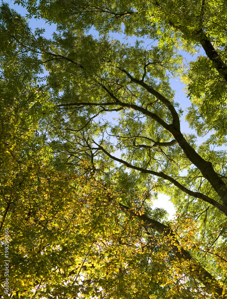 Fototapeta premium Plants: Beautiful tree canopy that shines romantically in the autumnal sun over the Martin Luther pilgrimage path in Eastern Thuringia