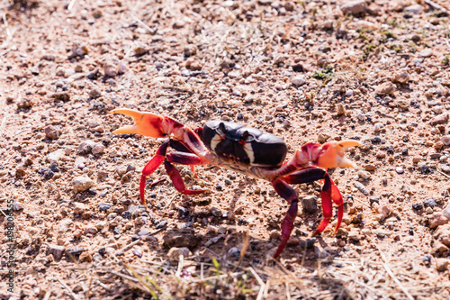 Red Migrating crab Cuba Gecarcinus ruricola on the road photo