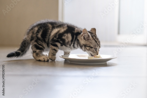 The cute kitten is eating.