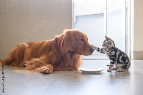 Canvas Print Cute kitty and Golden retriever