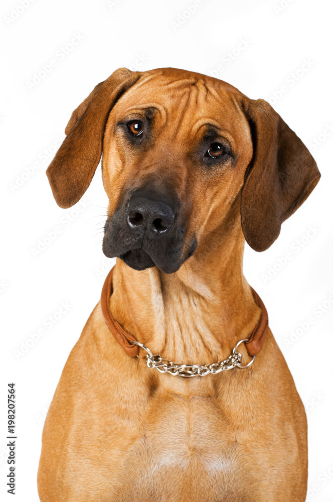 Rhodesian Ridgeback Hündin mit Halsband isoliert auf weißem Grund Rhodesian Ridgeback Hündin mit Halsband isoliert auf weißem Grund