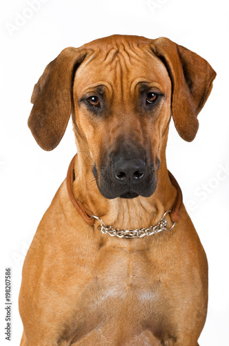 Rhodesian Ridgeback isoliert auf wei  em Grund