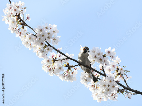 日本の鳥 サクラの花の蜜を吸うスズメ＝東京都文京区（播磨坂桜並木）