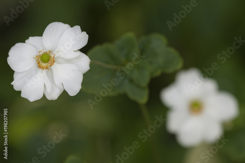 Chinese or Japanese anemones, thimbleweed, or windflower