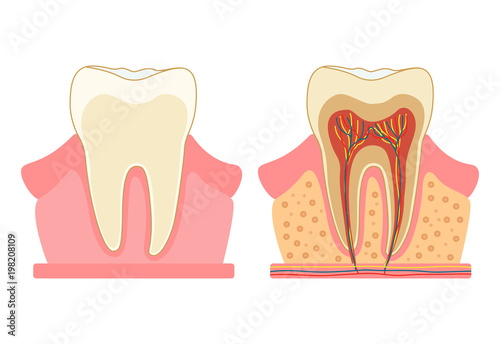 Tooth in a cut. Medical diagram of the structure of the inside cross-section of the tooth. Vector infographic concept isolated on white background
