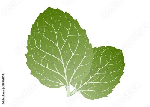 Mint leaves
