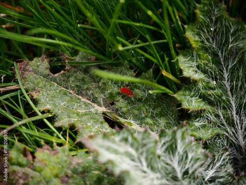 Red beetle on green grass