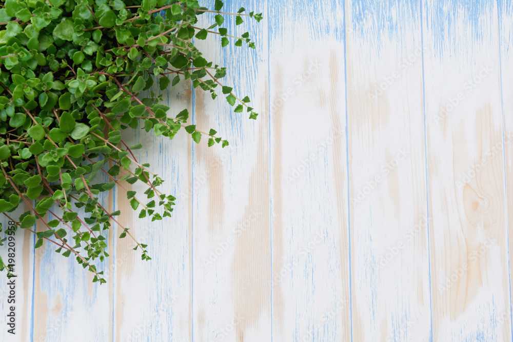 Green potted plant in the pot on wooden table background and copy space for insert text. Green potted plant in the pot on wooden table background and copy space for insert text.