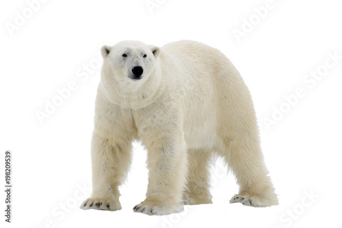 Polar Bear isolated on the white background photo