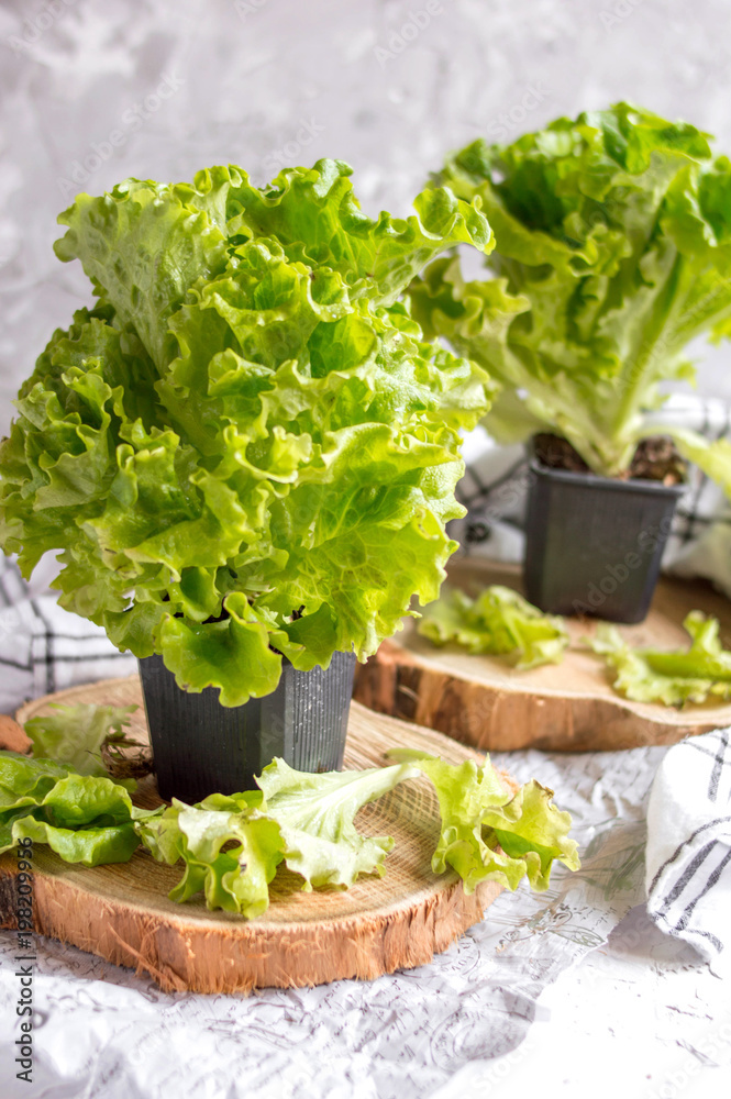 Natural lettuce leaves in pots on the light concrete background.
