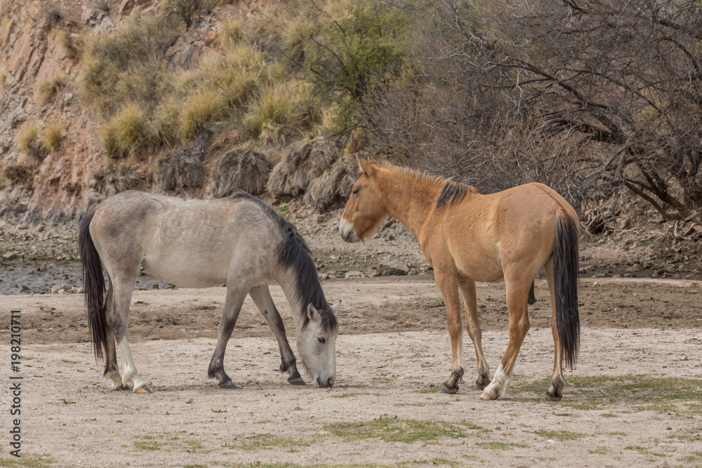 Wild Horses along the Salt River in Arizona Wild Horses along the Salt River in Arizona