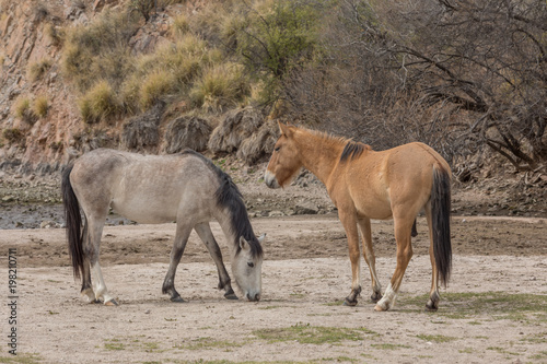Wild Horses along the Salt River in Arizona © natureguy