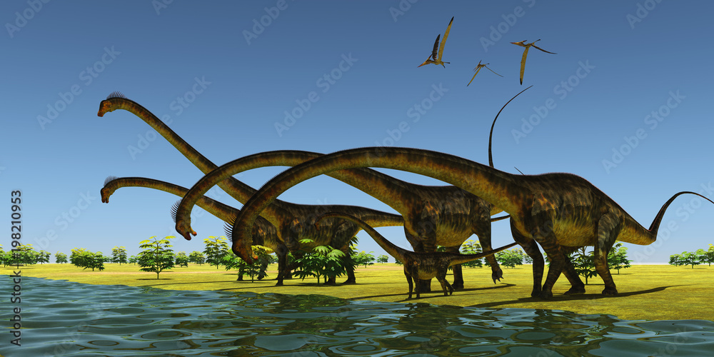 Fototapeta premium Jurassic Barosaurus Dinosaurs - A herd of Barosaurus dinosaurs bend their long necks to drink from a river as a flock of Pteranodons fly over.