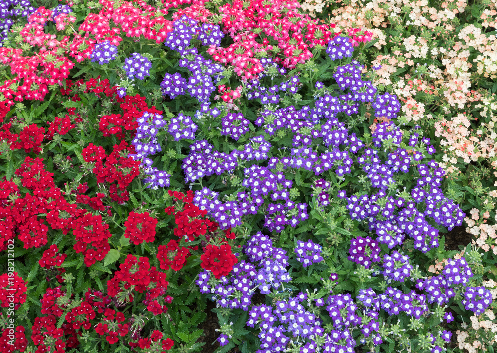 Colorful background of the fresh sweet alyssum.