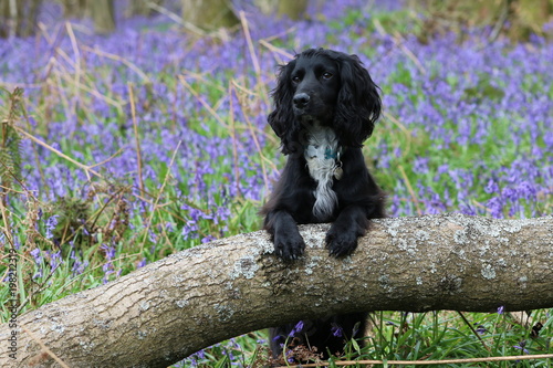 Obraz na płótnie Working cocker spaniel in bluebells