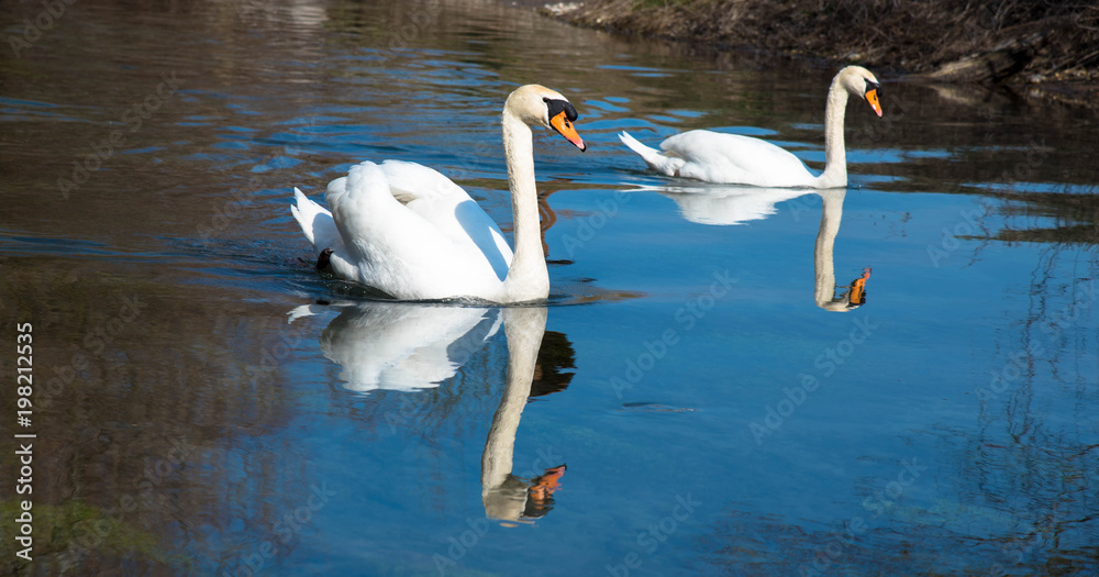Naklejka premium Spiegelung der Schwäne