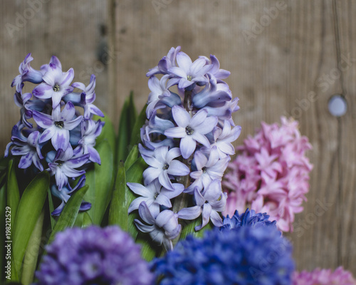 Hyacinths fresh from the market