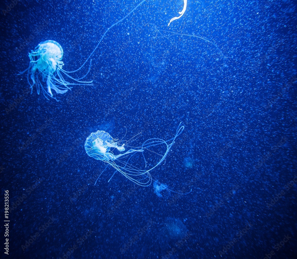 Quallen in blauem Licht Quallen in blauem Licht
