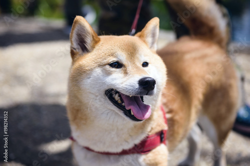 Adorable Akita Inu puppy dog