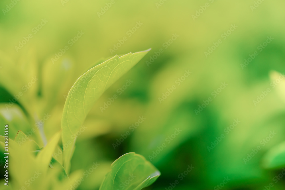 Close up of green nature leaf use for background or wallpaper.