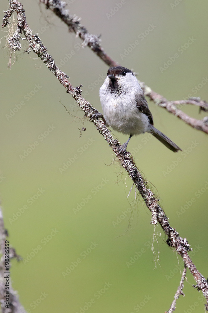 Naklejka premium willow tit