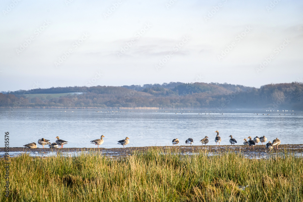 Geese by a lake in the spring with green grass Geese by a lake in the spring with green grass