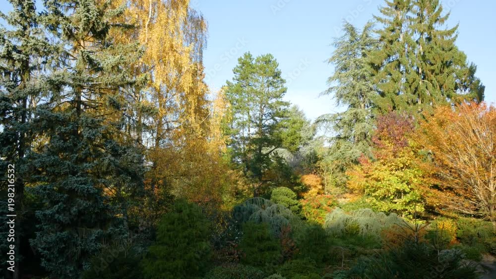 Sunny alleys of the park. Bright colors of autumn. Nature video. Park landscape. Washington park arboretum, Seattle, WA, USA. 4K, 3840*2160, high bit rate, UHD Sunny alleys of the park. Bright colors of autumn. Nature video. Park landscape. Washington park arboretum, Seattle, WA, USA. 4K, 3840*2160, high bit rate, UHD
