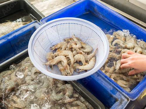 Fresh Thai White Shrimps sell in local fresh market in Thailand. Pacific white Shrimp or Litopenaeus Vannamei. photo