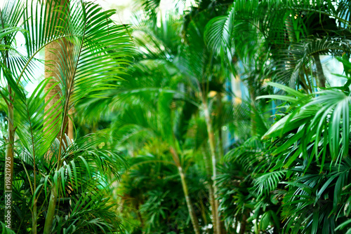 Fototapeta Naklejka Na Ścianę i Meble -  Palm trees over blue sky. Summer, holiday and travel concept with copy space. Palm branches with sun light effect. Background for design. Tropical jungle view