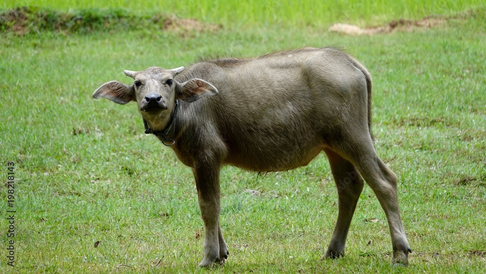 Obraz premium Landschaft bei Ankgor bei Siem Reap in Kambodscha