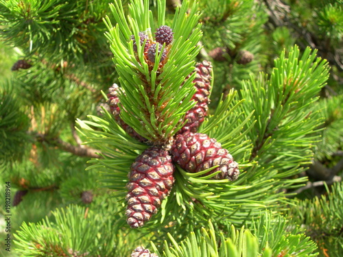 Szyszki kosodrzewiny w tatrach, Pinus mugo Turra