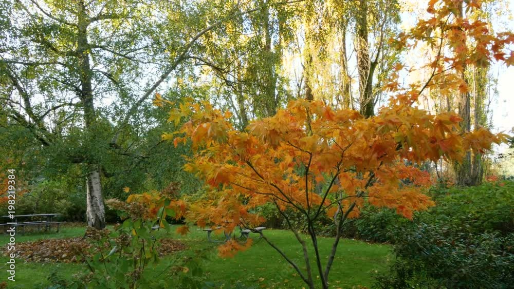 Walking through the thickets of the autumn park. Bright colors of the fall. Nature video. Park landscape. Washington park arboretum, Seattle, WA, USA. 4K, 3840*2160, high bit rate, UHD Walking through the thickets of the autumn park. Bright colors of the fall. Nature video. Park landscape. Washington park arboretum, Seattle, WA, USA. 4K, 3840*2160, high bit rate, UHD