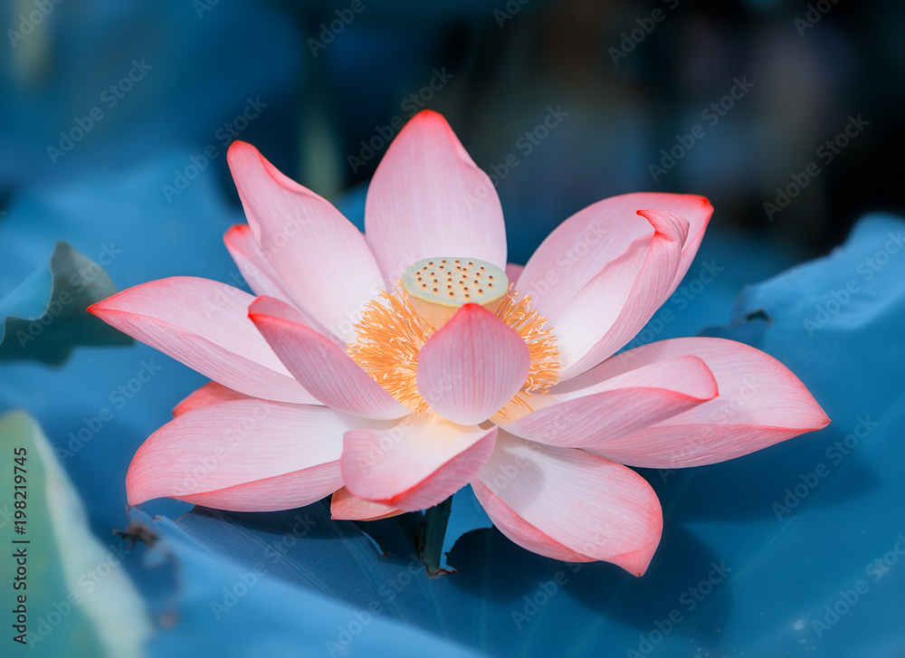 blooming lotus flower blooming lotus flower