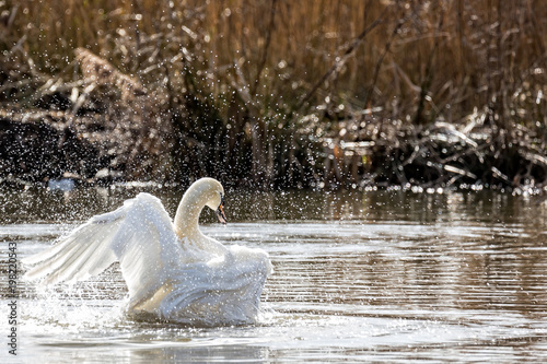 Spray of water droplets from beswick's swan flapping wings - backlit photo