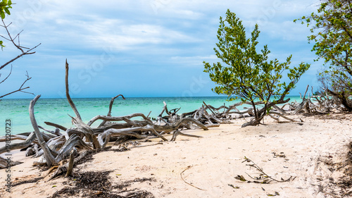 Fototapeta Naklejka Na Ścianę i Meble -  Caribbean beach of Cayo Jutias, Cuba. Wild nature with wooden trunks and a green tree on the beach with white sand.