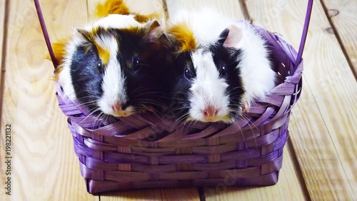The Guinea pigs in the purple basket.