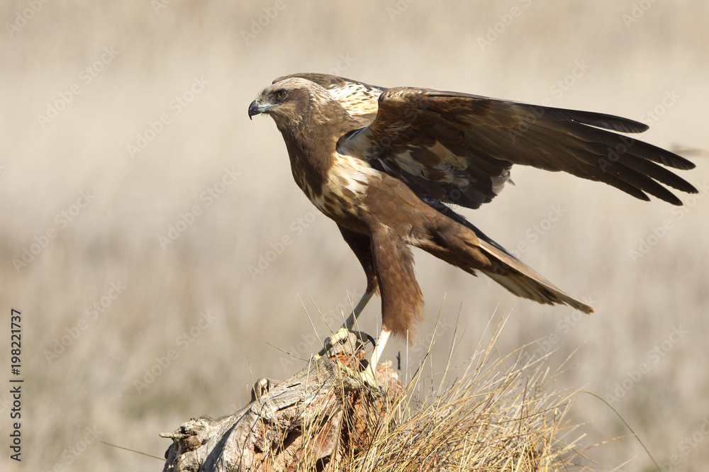 Fototapeta premium Young female of Western marsh harrier. Circus aeroginosus