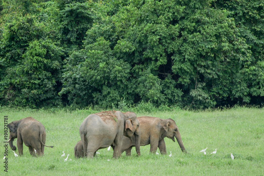 Fototapeta premium Asiatic Elephant is big five animal in asia