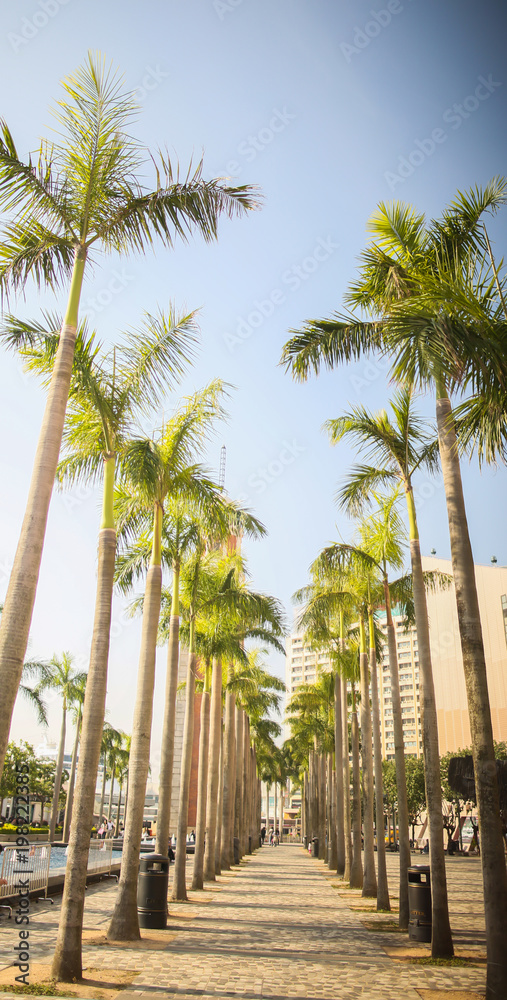 A green alley of palms in Hong Kong. Architectural sights of the city and the street.