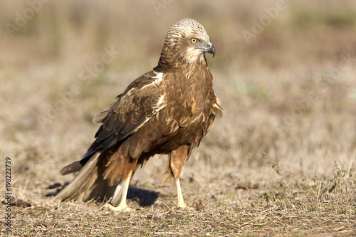 Young male of Western marsh harrier. Circus aeroginosus