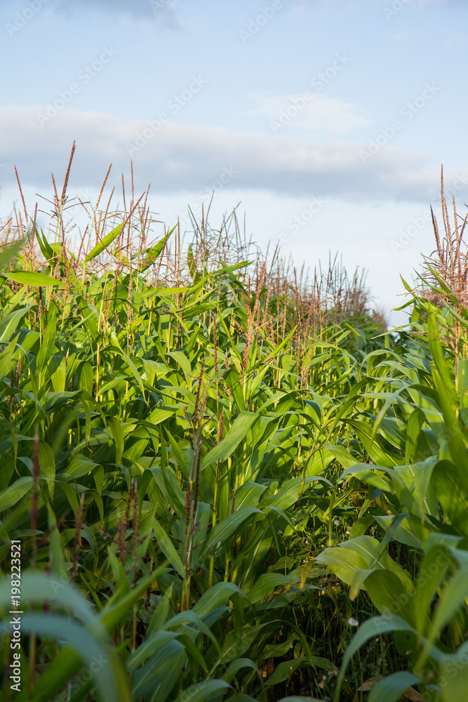 Obraz premium Кукуруза