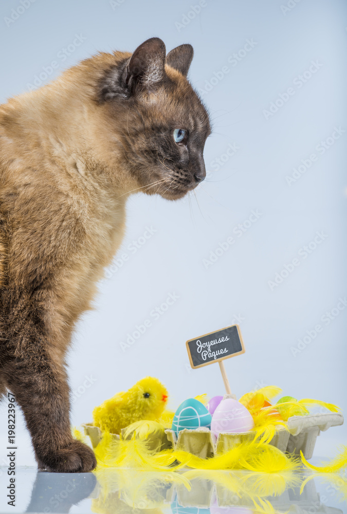 Paques Chat Avec Oeufs Decores Poussin Et Plumes Jaunes Stock Photo Adobe Stock