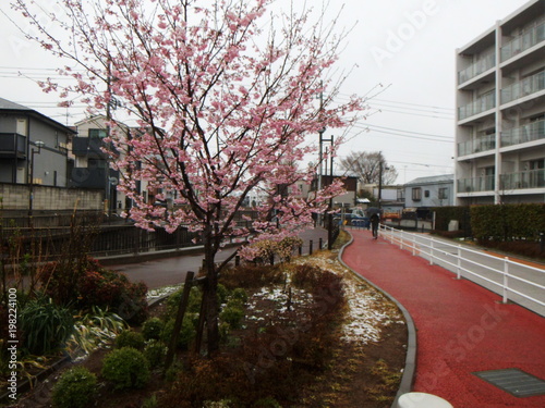 桜 悪天 降雪