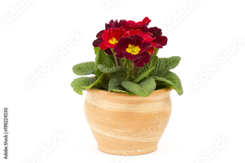 Fototapeta Naklejka Na Ścianę i Meble -  Blossoming red primrose in a flower pot