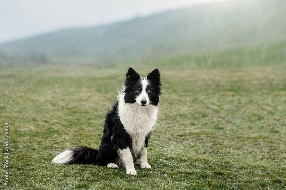border collie dog walk in the park