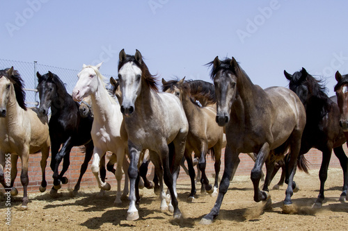 caballos  manada espa  oles