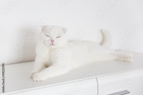 young white scottish fold cat is lying on a white dresser and close the eyes © T.Agrici